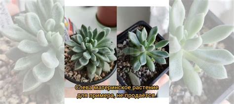 Суккуленты купить в Самаре | Товары для дома и дачи | Авито