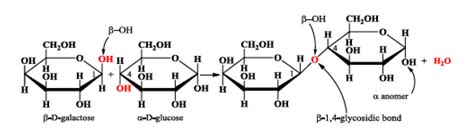 Structure Of Lactose