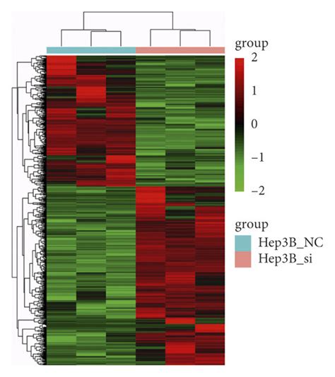 Rna Sequencing And Bioinformatics Analysis Explore The Downstream Genes