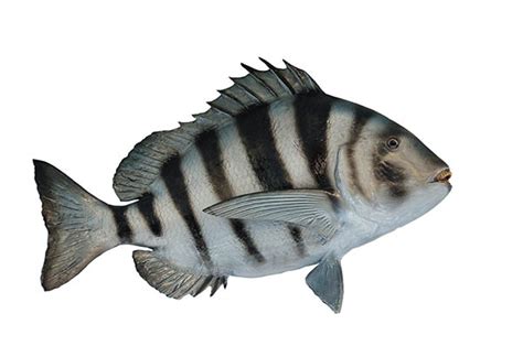 sheepshead, the fish with human teeth! Sheepshead can be found along th