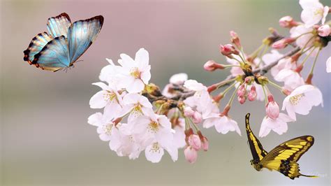 Butterfly On A Cherry Blossom Tree X Wallpaper Teahub Io