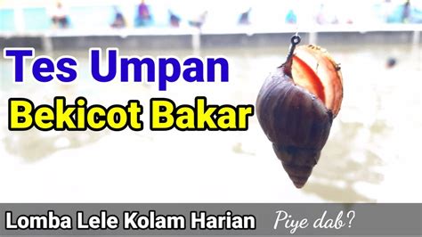 Tes Umpan Ampuh Bikin Tetangga Bengong Bekicot Bakar YouTube