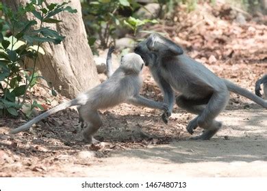 464 Langoor Monkey Images, Stock Photos & Vectors | Shutterstock