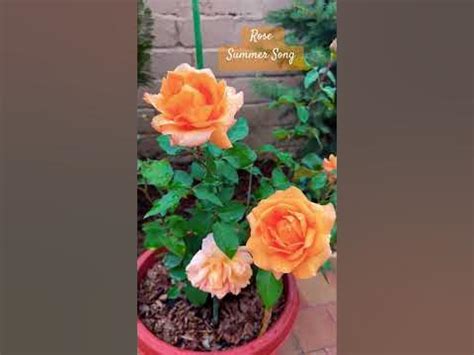Английская кустовая Роза Саммер Сонг , первогодка. #цветы #розы #rose # ...