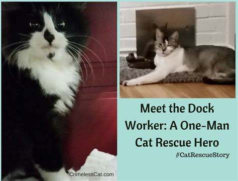 Cat Rescue Story The Story Of Rosebud Positively Woof