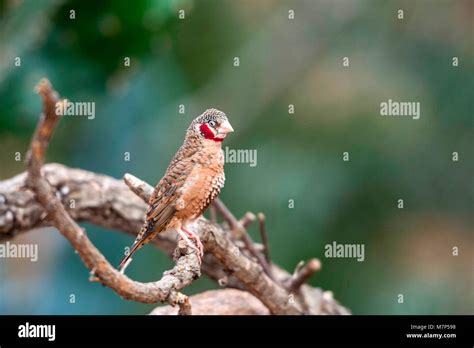 Australian Gems Zebra Finch Taeniopygia Guttata Portrait Collection