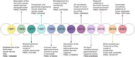 frontiers  cancer models  step closer   vitro human studies