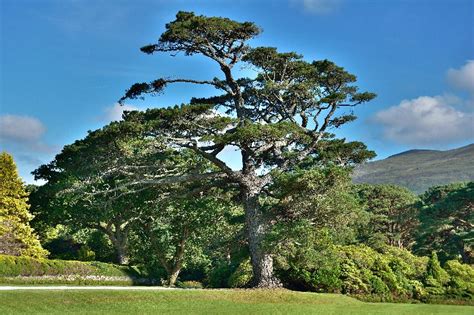 The historic significance of native trees in Ireland