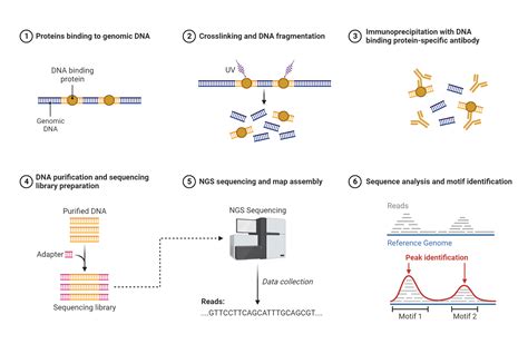 ChIP Sequencing BioRender Science Templates