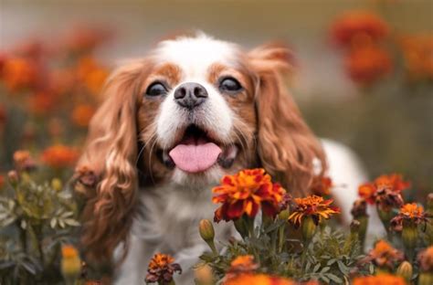 Healthiest Small Dog Breeds – Healthy About Liver