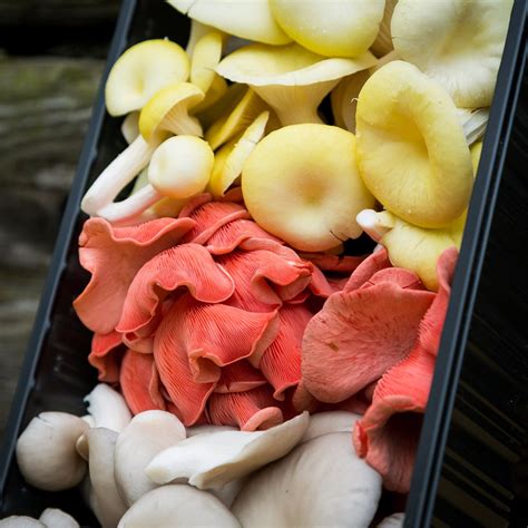 Oyster Mushroom Mix Pink Yellow And Grey Next Day Uk Delivery Smithy Mushrooms Exotic