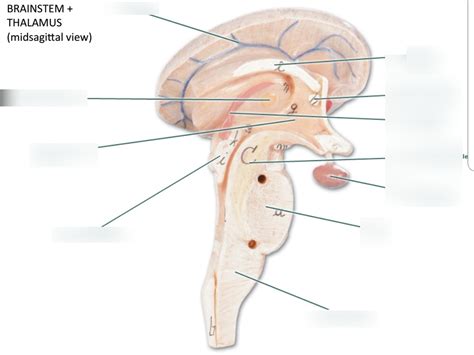 Brainstem Midsagittal Diagram Quizlet