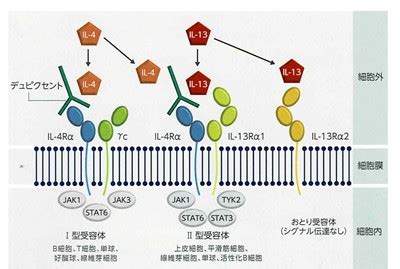 アトピー性皮膚炎について 大阪守口市のふたむら皮膚科