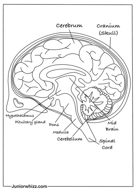 Brain Cranial Nerves Coloring Human Blank Diagram Worksheet Anatomy