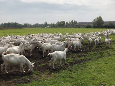 Foto S Boerderijviering Mari Nheem Mei Marienheem Online