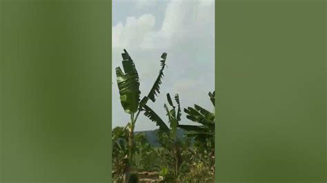 Hutan Yang Telah Gundul Dan Berubah Menjadi Ladang Jagung Di