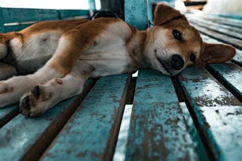 10 Animal Rescue Centres And Dog Shelters In Bangalore