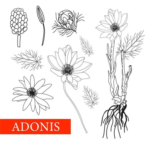 Premium Vector Adonis Botanical Illustration Folk Medicine Treatment