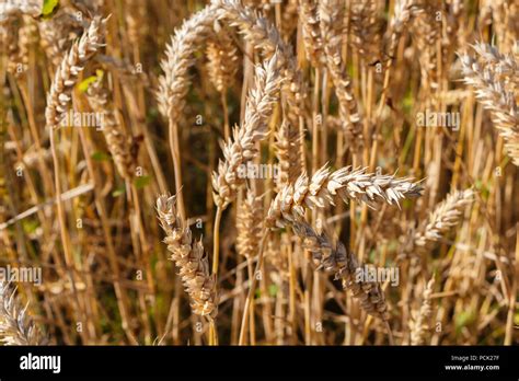 Field of barley ready for harvest in Brittany Stock Photo - Alamy