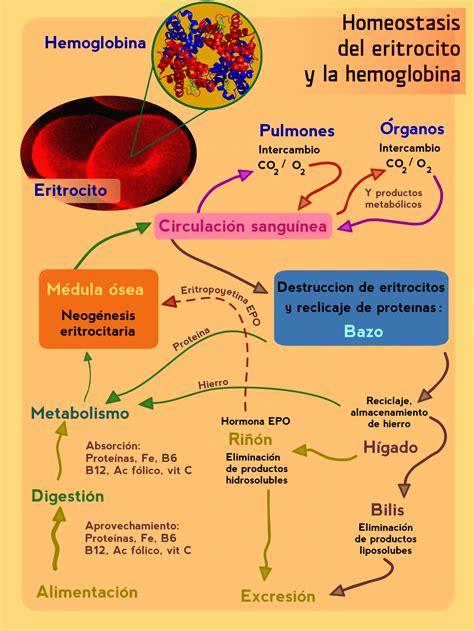 Fitxer:Homeostasis del eritrocito y la hemoglobina.png - Viquipèdia, l ...