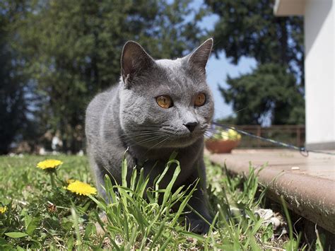 5 Things to Know About Chartreux Cats - Petful