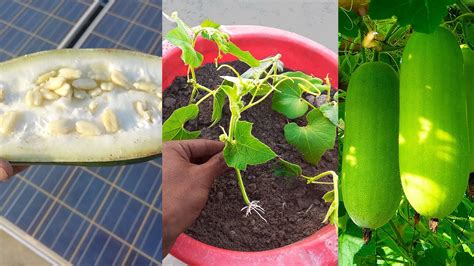 Unique Technique How To Growing Bottle Gourd Tree In A Bottle Gourd Youtube