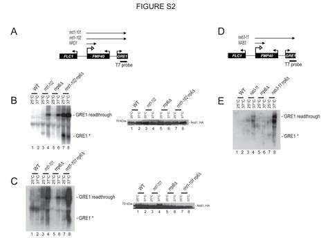 A Functional Interface At The Rdna Connects Rrna Synthesis Pre Rrna