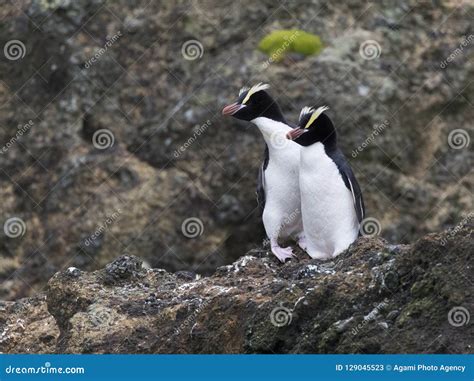 Erect Crested Penguin Eudyptes Sclateri Stock Image Image Of Penguin