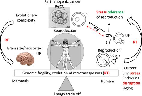 Parthenogenesis In Humans