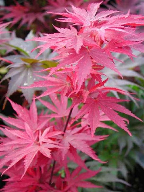 Acer Pixie Japanese Maple Hello Hello Plants