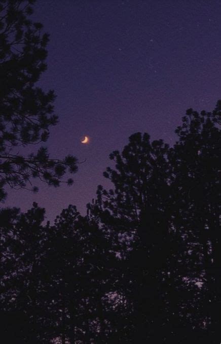 the moon is seen through the trees at night