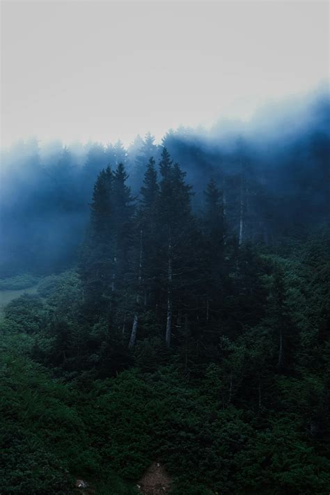 Photo of a Foggy Forest · Free Stock Photo