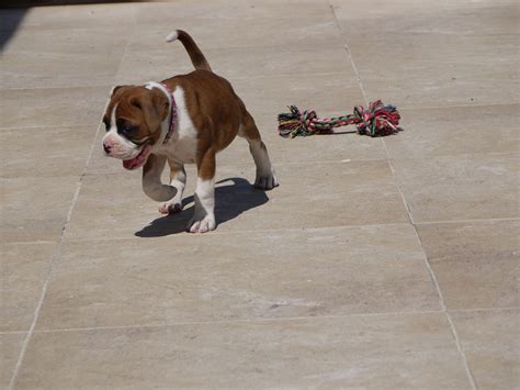 How To Train A Boxer Puppy – The Loved Dog