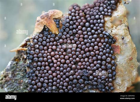 Cribraria Rubiginosa Slime Mold From Finland No Common English Name