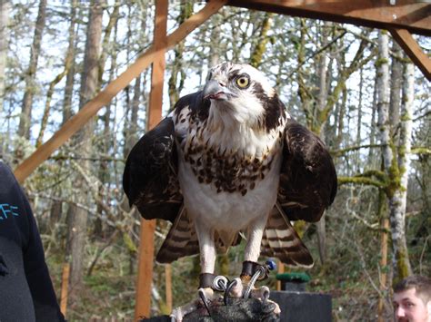 Psbattle This Bird Of Prey R Photoshopbattles