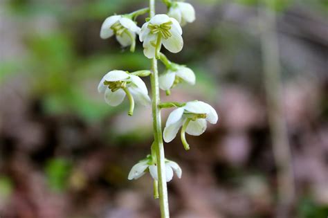 American Wintergreen Or Round Leaved Pyrola Virginia Wildflowers