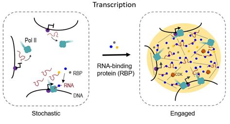 研究人员揭示rna结合蛋白通过相分离调控转录的新功能 字节点击