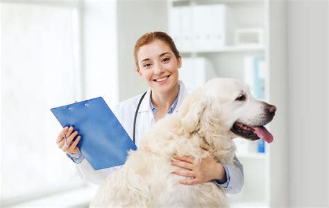 Understanding Why Cellular Health is so Important for Your Dog ...