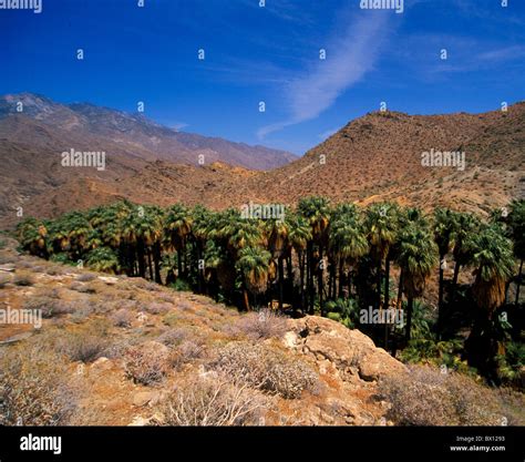 Agua Caliente Cahuilla Indian reservation California desert oasis Palm ...