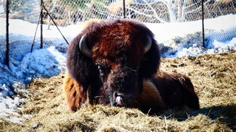 American Bison Lying Down Stock Photos Pictures And Royalty Free Images