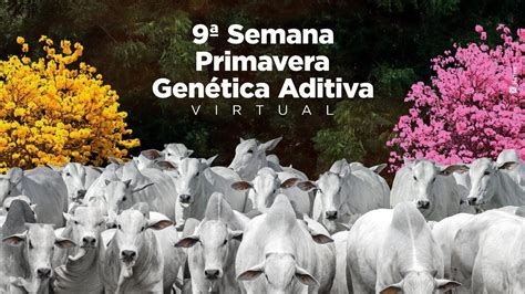 9 Semana Virtual Primavera Genética Aditiva Etapa Fêmeas Remate