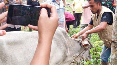 Sapi Di Aceh Tenggara Terjangkit Pmk Serambinews