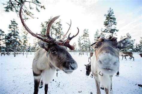 In photos: Sweden's incredible reindeer herders | Adventure.com