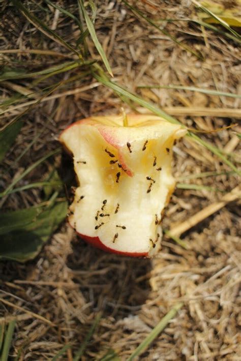 Les fourmis 10 Astuces de grand mère pour les éloigner naturellement