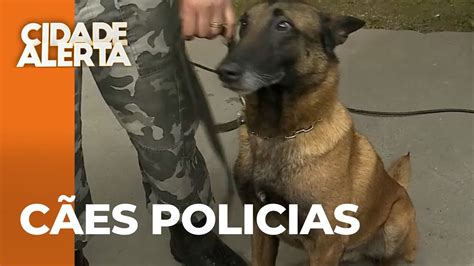 Um lar para nossos heróis Adotando cães policiais aposentados que