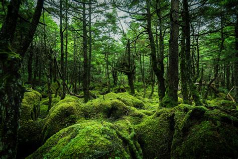 Shirakoma Forest Of Moss Rjapanpics