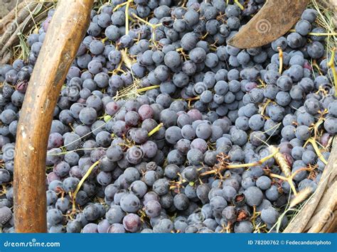 Reife Trauben Im Korb Nachdem Dem Ernten Im Weinberg Stockfoto Bild