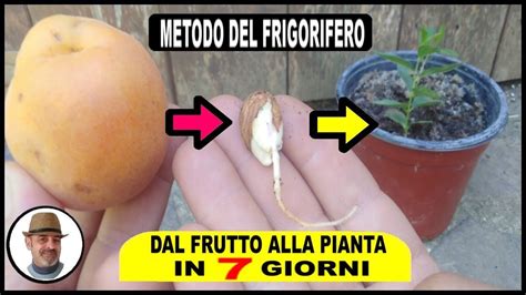 COME FAR NASCERE UN SEME DI UN FRUTTO IN SETTE GIORNI YouTube