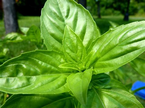 Basilic Free Stock Photo - Public Domain Pictures