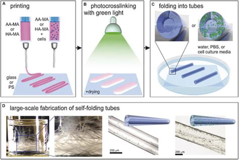 Frontiers Hydrogel Based Bioinks For D Bioprinting In Tissue